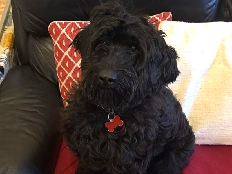 Cocker Spaniel for adoption in Leeds, Yorkshire – 1 year old