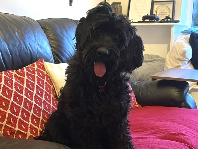 Poodle for adoption in Leeds, Kent – 1 year old - Image 2 of 2