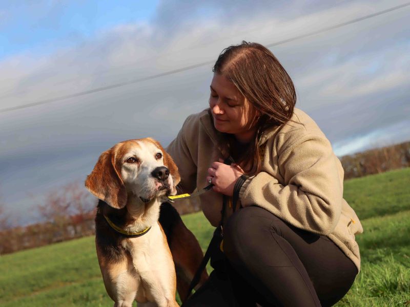 Trooper, a 4 years old male Unknown available for adoption from Dogs Trust in Darlington, County Durham