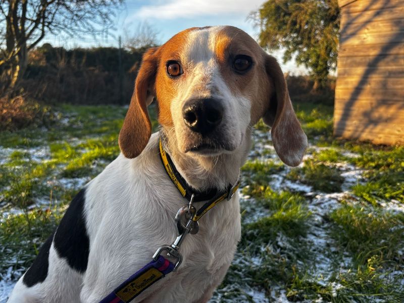 Cinders, a 2 years old female Foxhound available for adoption from Dogs Trust in Snetterton, Norfolk