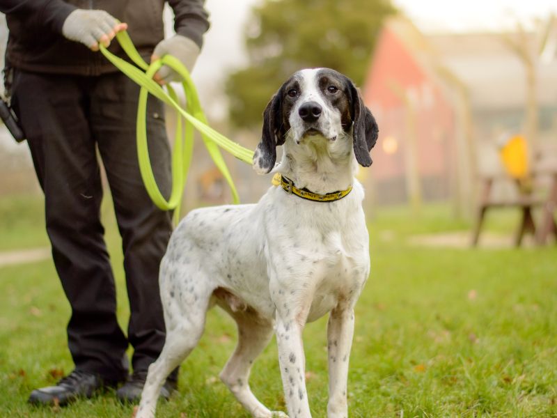 Blot | Pointer | Kenilworth (West Midlands) - 1