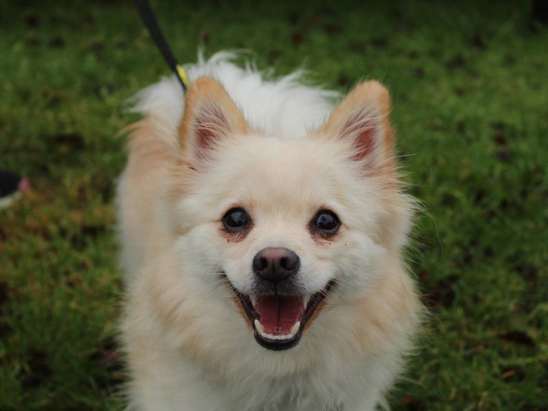 Pomeranian for adoption in Newbury, Berks – 1 year old