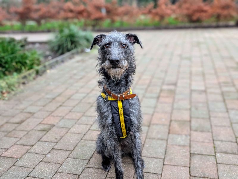 Frodo | Greyhound Cross | Cardiff - 3