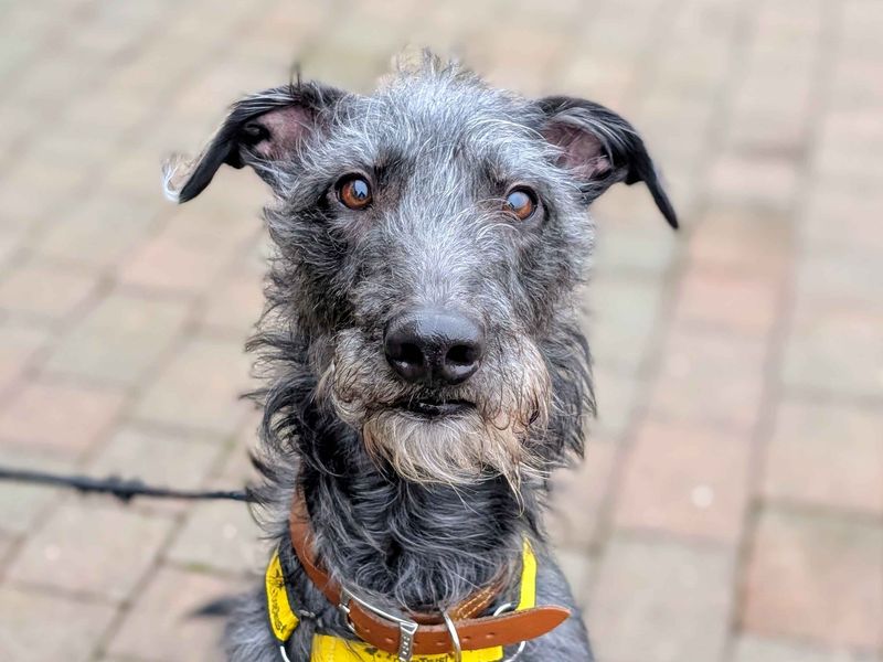 Frodo | Greyhound Cross | Cardiff - 2