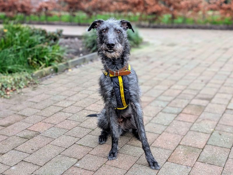Frodo | Greyhound Cross | Cardiff - 4