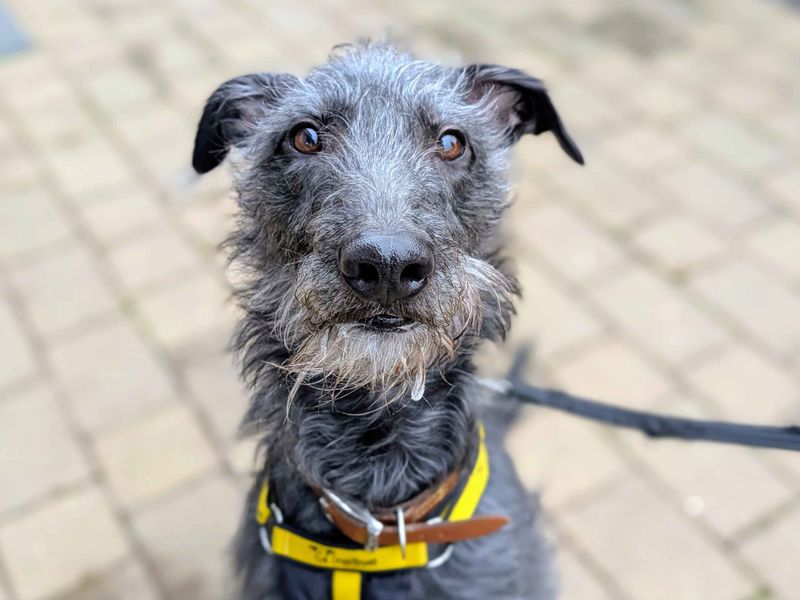 Greyhound for adoption in Cardiff, Glamorgan – 2 years old