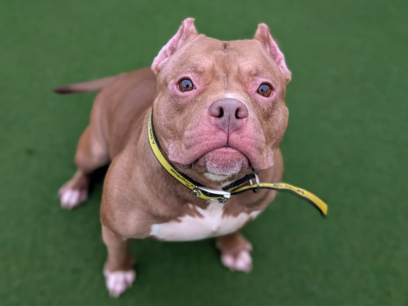 Babe, a 4 years old female Pocket Bully available for adoption from Dogs Trust in Splott, Wales