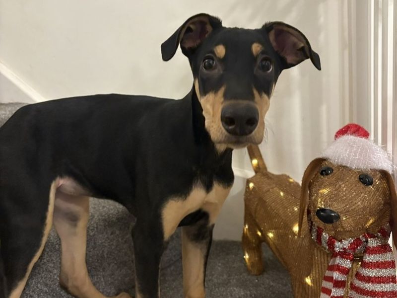 Doberman for adoption in Telford, Shropshire – 4 months old