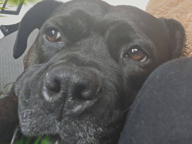Lillie - Image 2 of 2