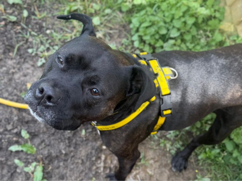Lillie | Terrier (Staffordshire Bull) | Shrewsbury (Shropshire) - 1
