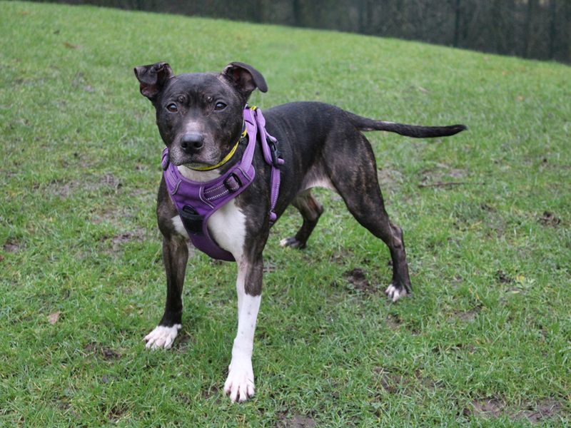 Bella - Image 2 of 2