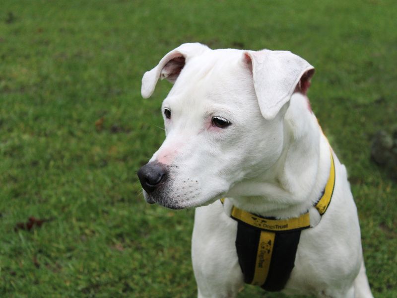 Staffordshire Bull Terrier for adoption in Liverpool, Merseyside – 11 years old