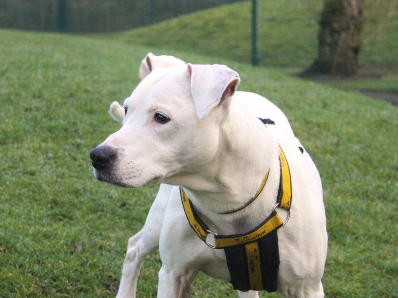 Ruby | Terrier (Staffordshire Bull) Cross | Merseyside (Liverpool) - 1