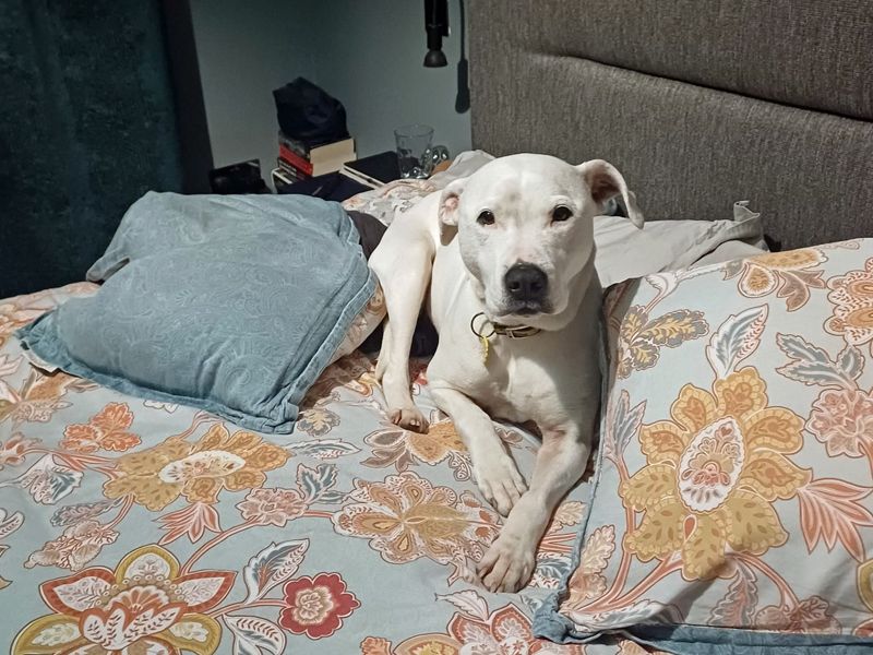 Ruby | Terrier (Staffordshire Bull) Cross | Merseyside (Liverpool) - 1