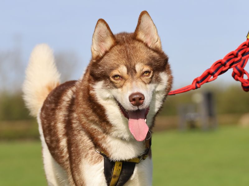 Siberian Husky Dogs And Puppies For Adoption