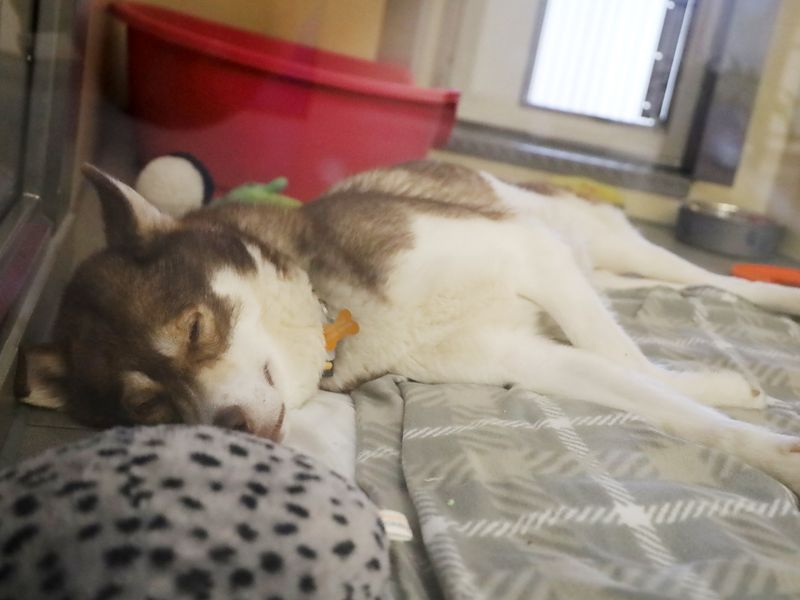 Hunter | Siberian Husky | Leeds - 10