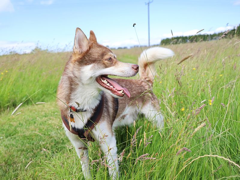 Hunter | Siberian Husky | Leeds - 12
