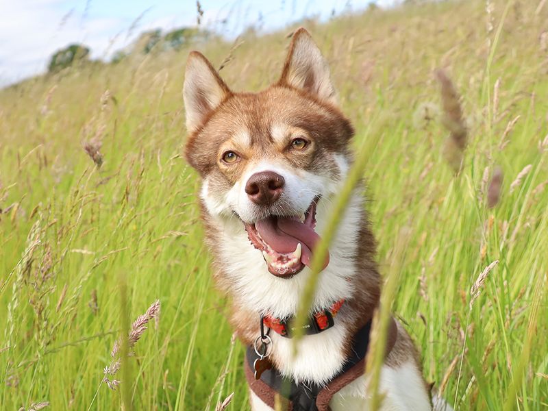 Hunter | Siberian Husky | Leeds - 3