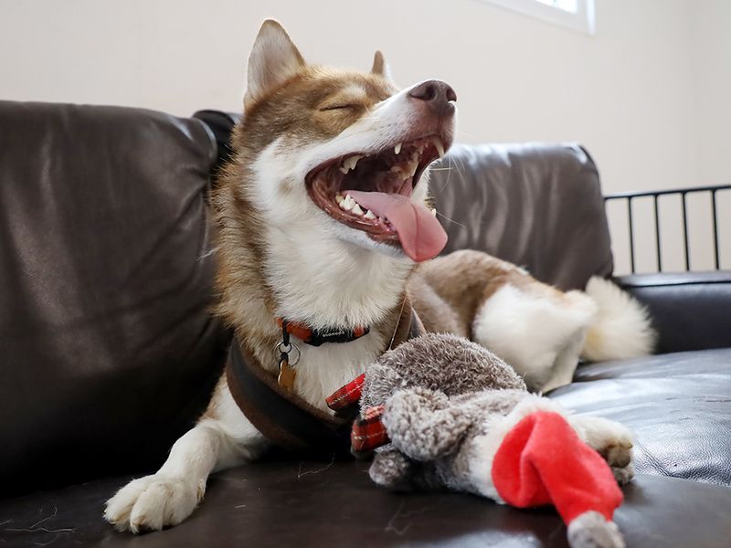 Hunter | Siberian Husky | Leeds - 7