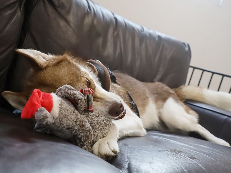 Hunter | Siberian Husky | Leeds - 6