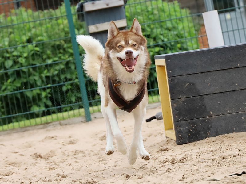 Hunter | Siberian Husky | Leeds - 5