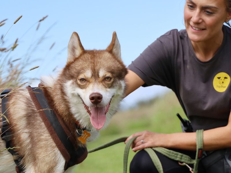 Hunter | Siberian Husky | Leeds - 2