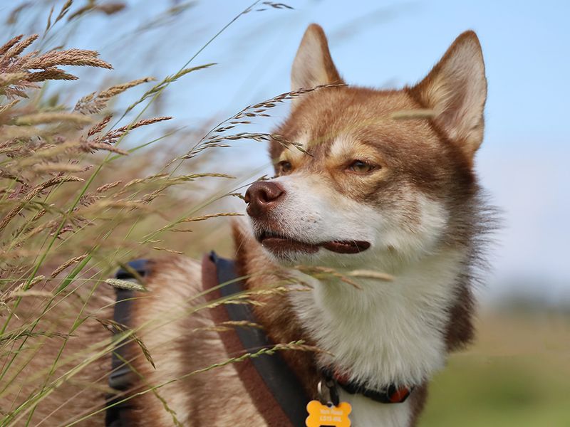 Hunter | Siberian Husky | Leeds - 9