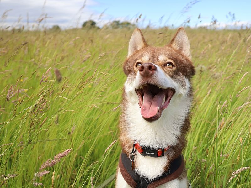 Hunter | Siberian Husky | Leeds - 11