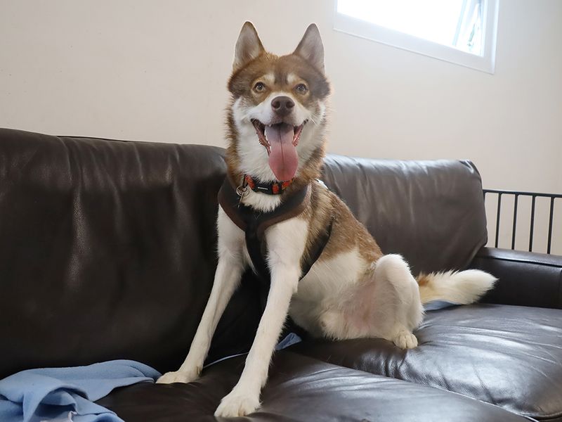 Hunter | Siberian Husky | Leeds - 8