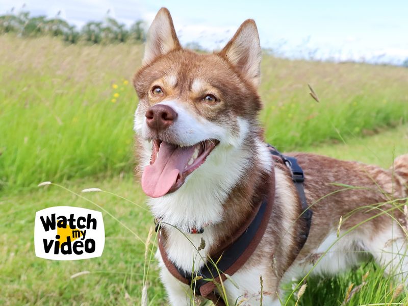 Hunter | Siberian Husky | Leeds - 1