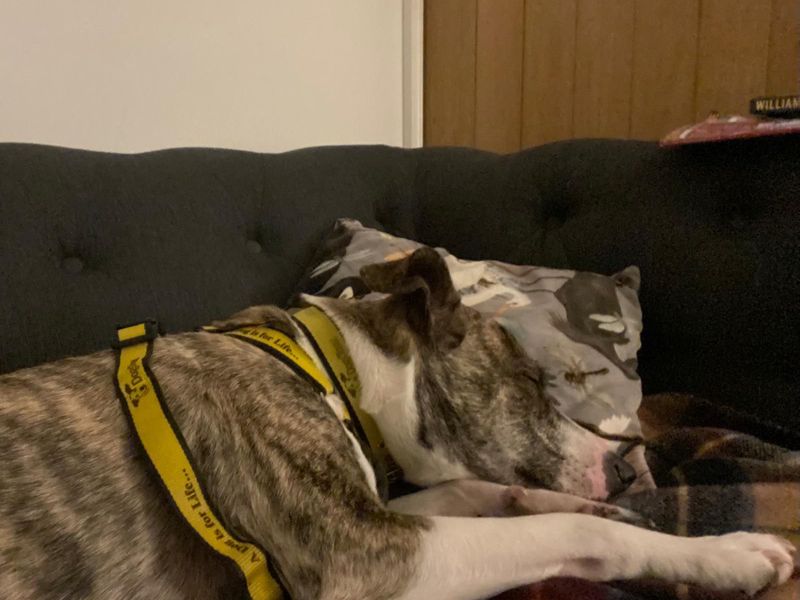 Staffordshire Bull Terrier for adoption in Wymeswold, Leicestershire – 7 years old