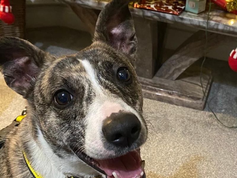 Staffordshire Bull Terrier for adoption in Wymeswold, Leicestershire – 7 years old - Image 2 of 2