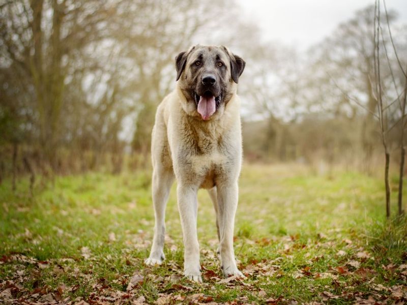 Aslan | Anatolian Shepherd Dog | Evesham (Worcestershire) - 1