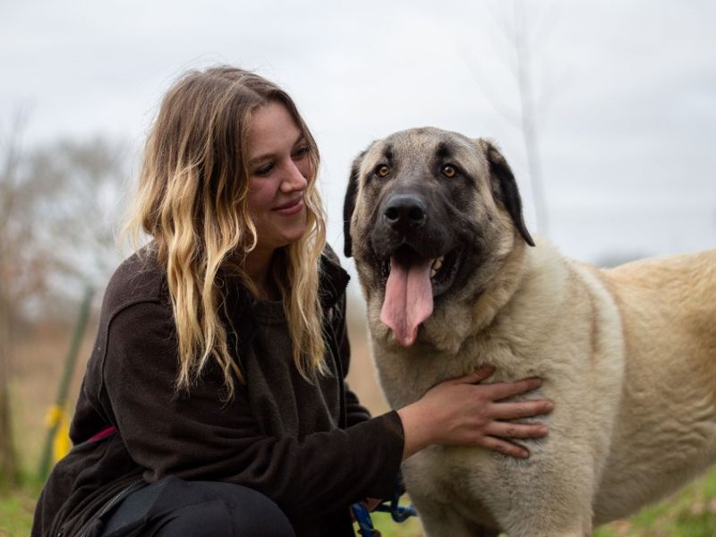 Aslan | Turkish Kangal Dog Cross | Evesham (Worcestershire) - 3