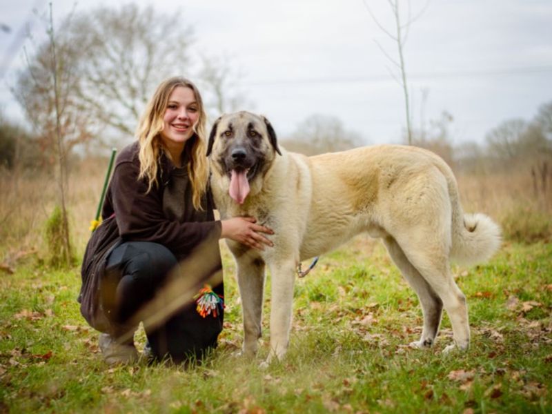 Aslan | Turkish Kangal Dog Cross | Evesham (Worcestershire) - 5