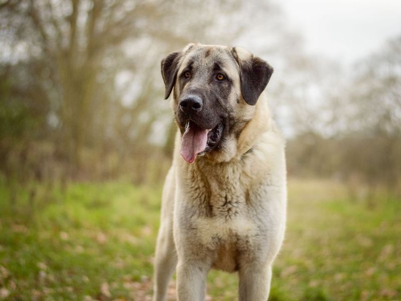 Aslan | Turkish Kangal Dog Cross | Evesham (Worcestershire) - 8