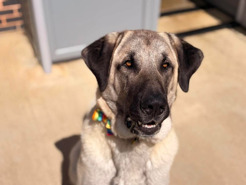 Aslan | Turkish Kangal Dog Cross | Evesham (Worcestershire) - 2