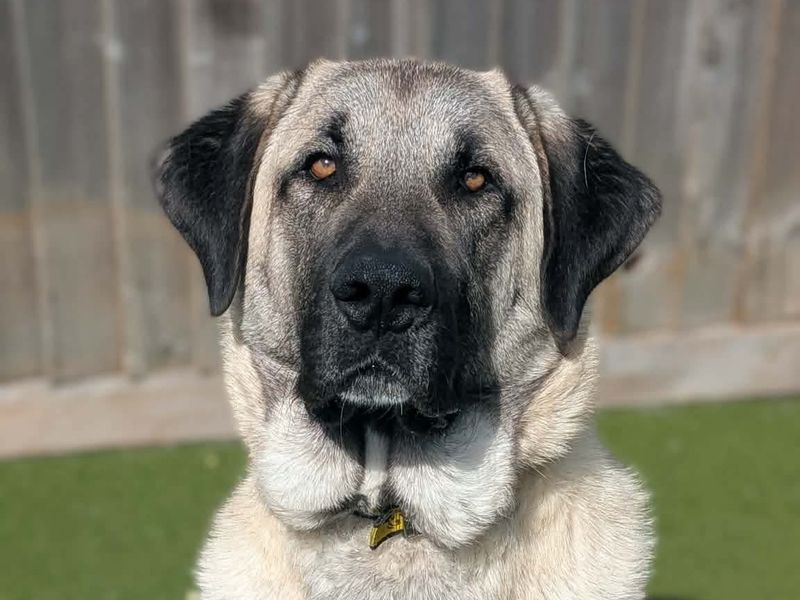 Aslan | Turkish Kangal Dog Cross | Evesham (Worcestershire) - 6