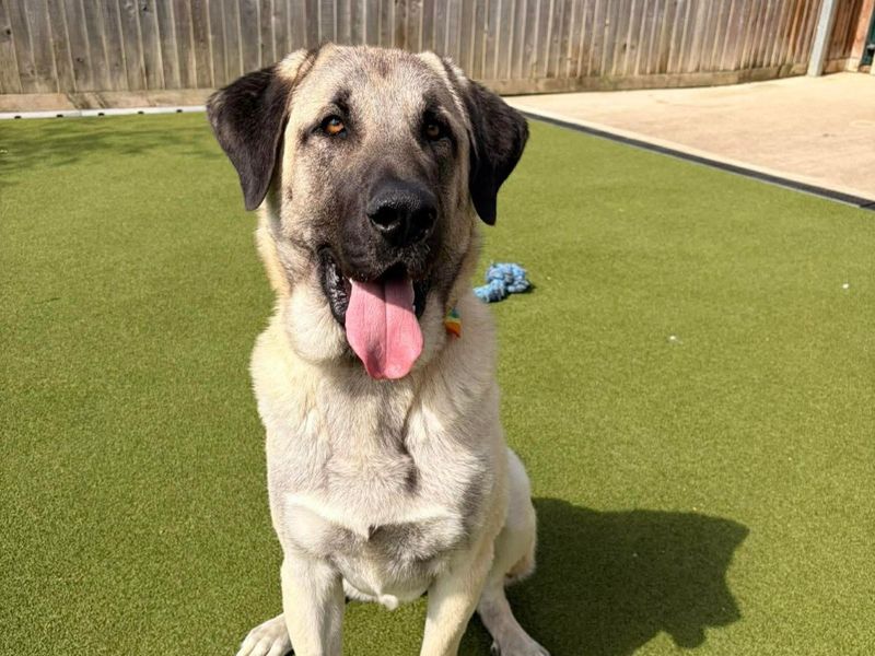 Aslan | Turkish Kangal Dog Cross | Evesham (Worcestershire) - 9