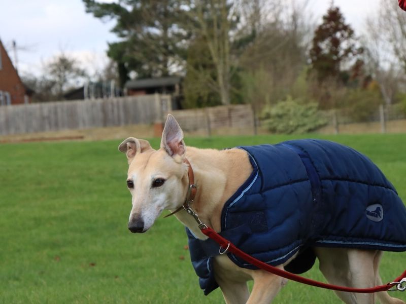 Greyhound for adoption in Evesham, Worcestershire – 8 years old - Image 4 of 6