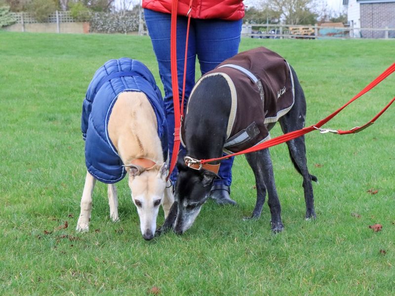 Greyhound for adoption in Evesham, Worcestershire – 8 years old - Image 5 of 6