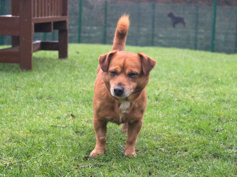 Jack Russell Terrier Dogs And Puppies For Adoption