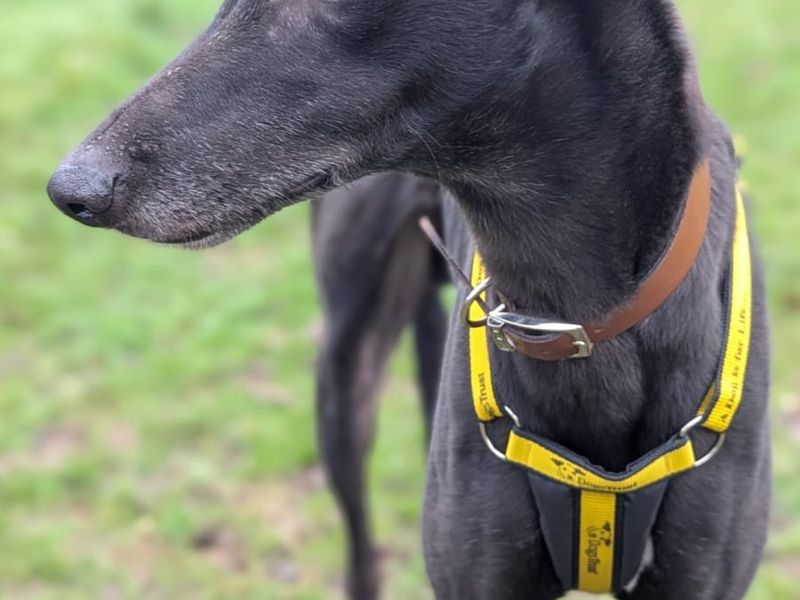 Greyhound for adoption in Uxbridge, Greater London – 4 years old - Image 2 of 2