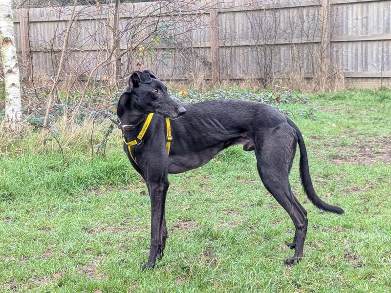 Greyhound for adoption in Uxbridge, London – 4 years old
