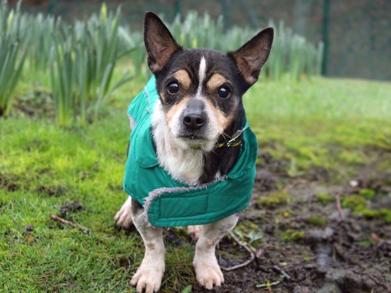 Ross | Terrier (Jack Russell) Cross | Merseyside (Liverpool) - 1