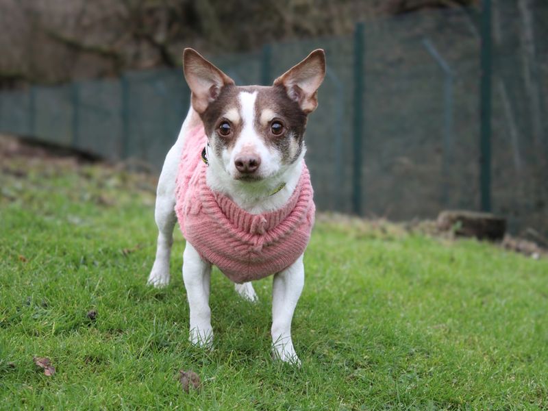 Jack Russell Terrier for adoption in Liverpool, Merseyside – 8 years old