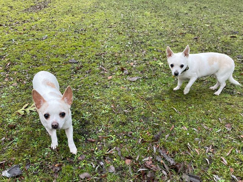 Jack Russell Terrier for adoption in Liverpool, Merseyside – 9 years old - Image 3 of 4