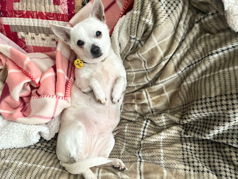 Jack Russell Terrier for adoption in Liverpool, Merseyside – 9 years old - Image 4 of 4