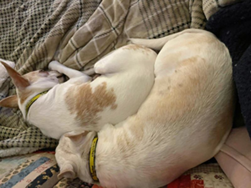 Chihuahua Dogs And Puppies For Adoption