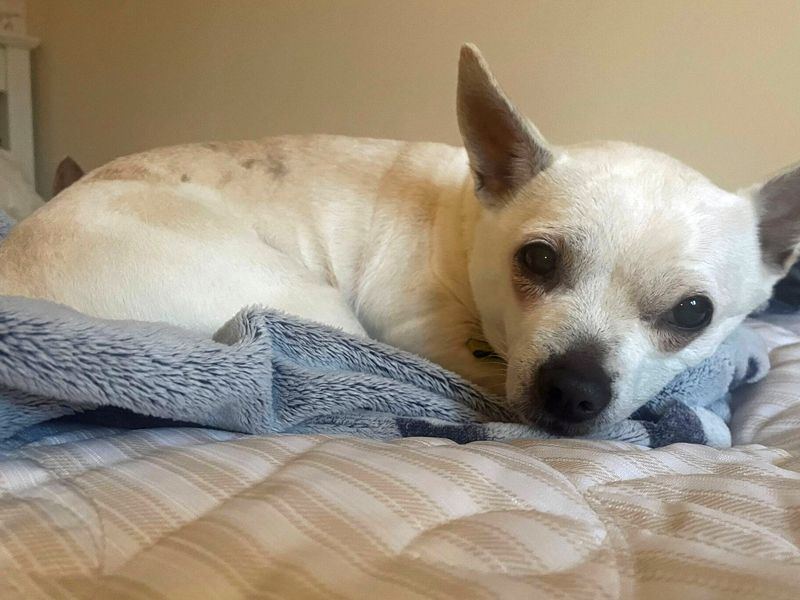 Sophie | Terrier (Jack Russell) Cross | Merseyside (Liverpool) - 1